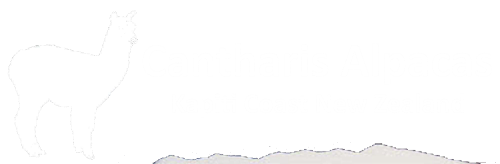 Cantharis Alpacas Kapiti Wellington
